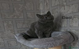 British Shorthair cats for sale: British Blue Shorthair kittens, GCCF pedigree - Image 37