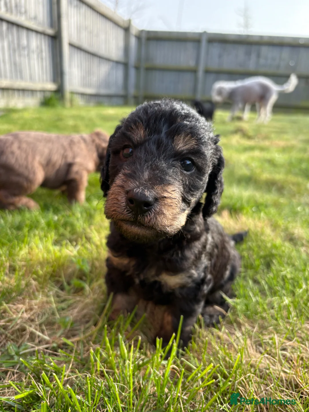 Bedlington Terrier dogs for sale: 3 male bedlington terrier puppies for sale.  - Advert 2