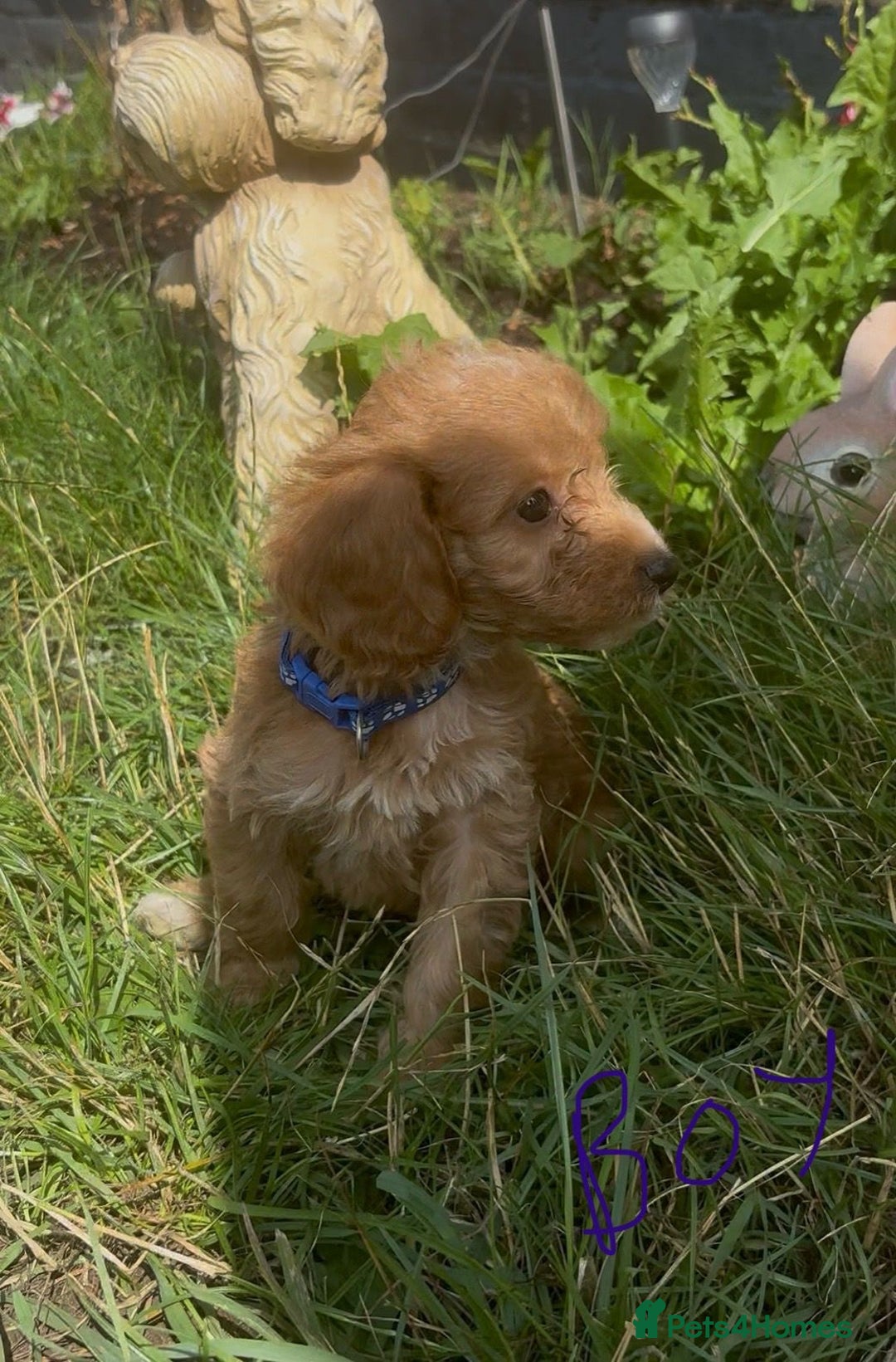 Cockapoo dogs for sale: Cockapoo  - Image 6