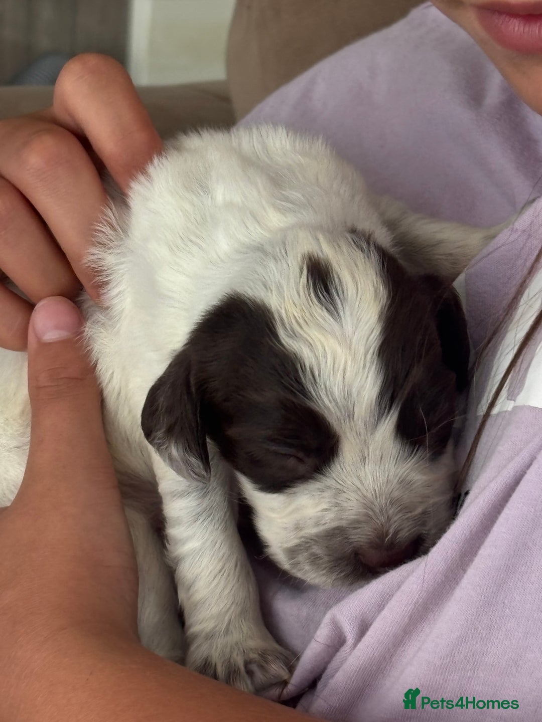 Cocker Spaniel dogs for sale: Cocker spaniel puppies  - Image 19