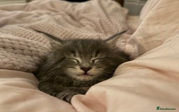 Maine Coon cats for sale: ✨BLUE FEMALE KING-SIZE MAINE COON CUB✨ - Image 3
