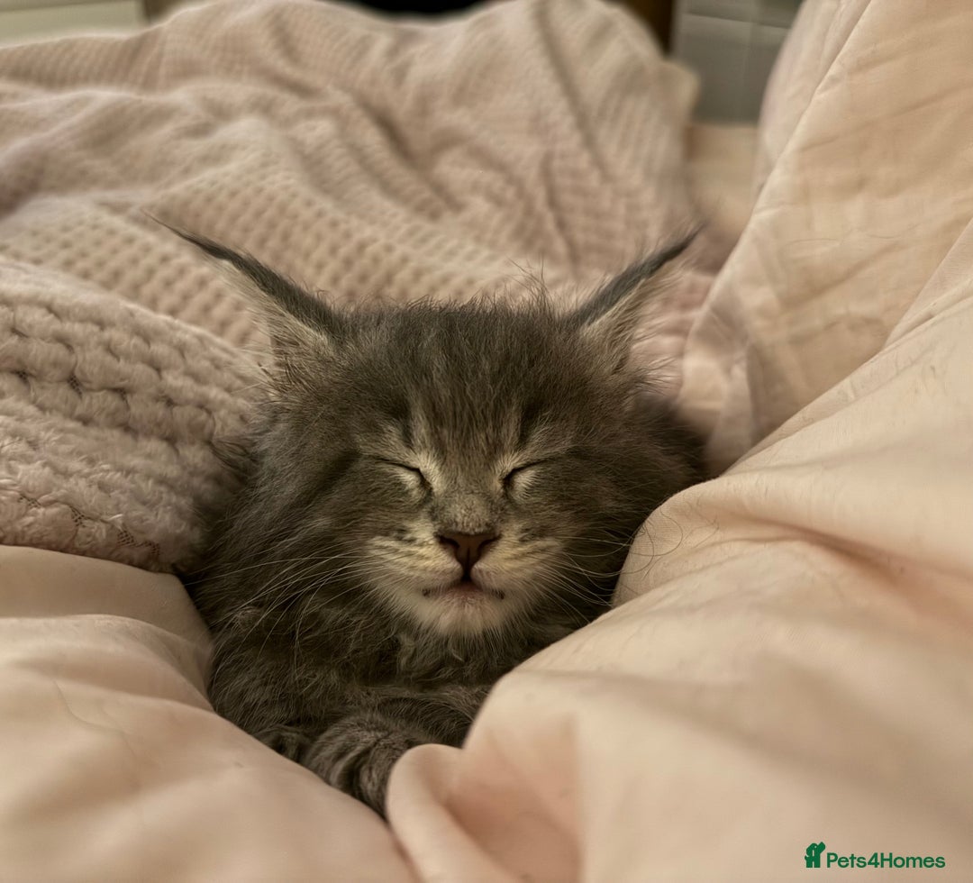 Maine Coon cats for sale: ✨BLUE FEMALE KING-SIZE MAINE COON CUB✨ - Image 3