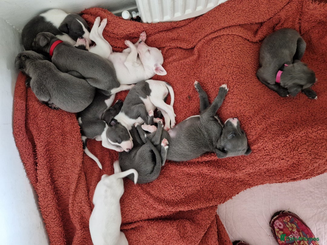 Whippet dogs for sale: Heart and Health checked KC Blue Whippets. - Image 3