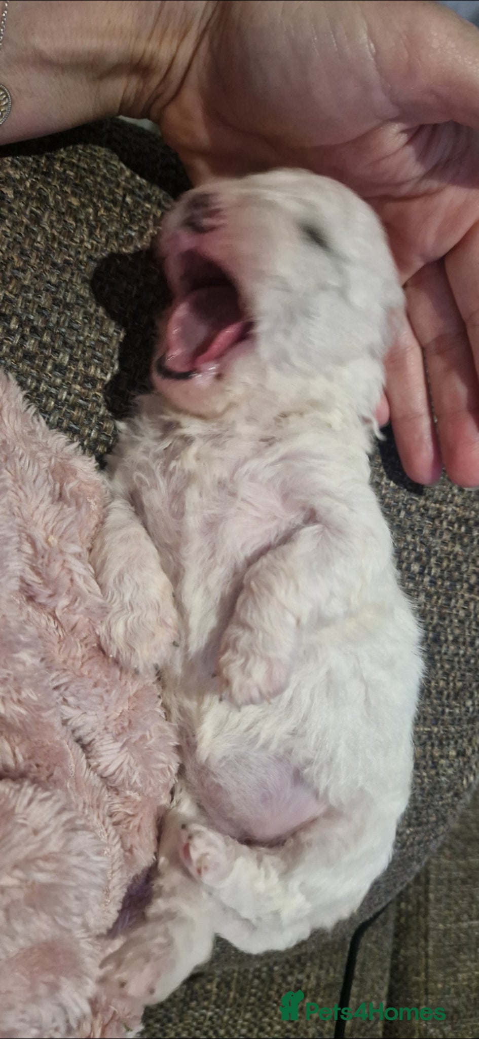 Bichon Frise dogs Full pedigree Bichon frise  - Advert 1