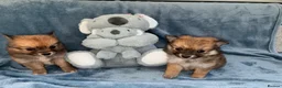 Pomeranian dogs for sale: Beautiful Pomeranian puppies - Advert 3