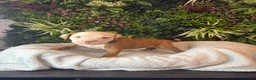 Mixed Breed dogs for sale: Old tyme American bullys - Advert 8