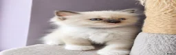 Ragdoll cats for sale: Registered ragdoll kittens by grand champion in Scunthorpe - Advert 18