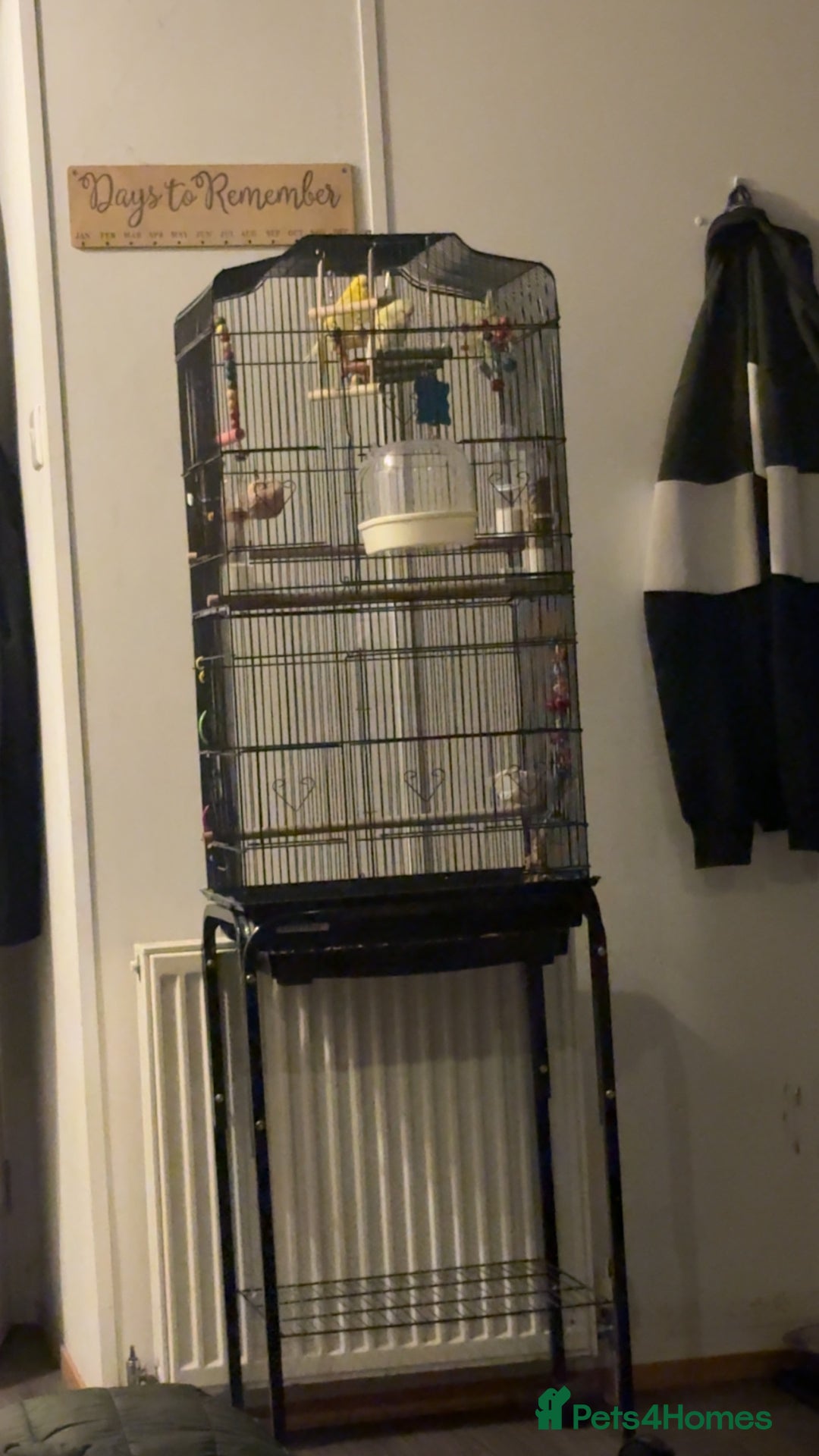 Budgerigars birds for sale: Budgies for sale  - Advert 2