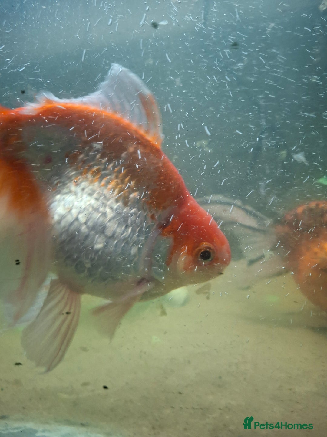 Fancy Goldfish fish for sale: Two large fantail fancy goldfish - Advert 2