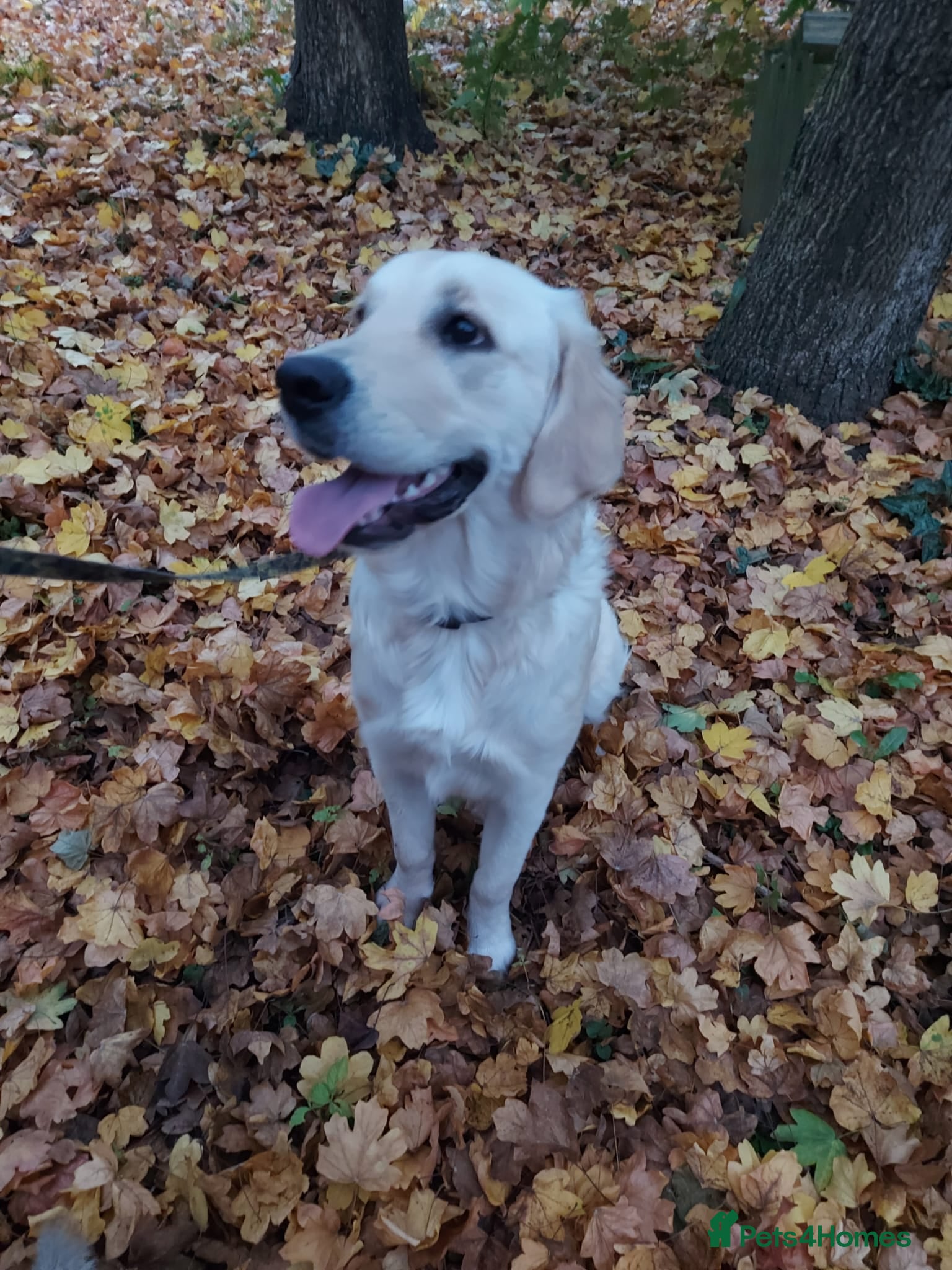 Golden Retriever dogs KC registered Golden Retriever Puppies *9 Males* - Advert 2