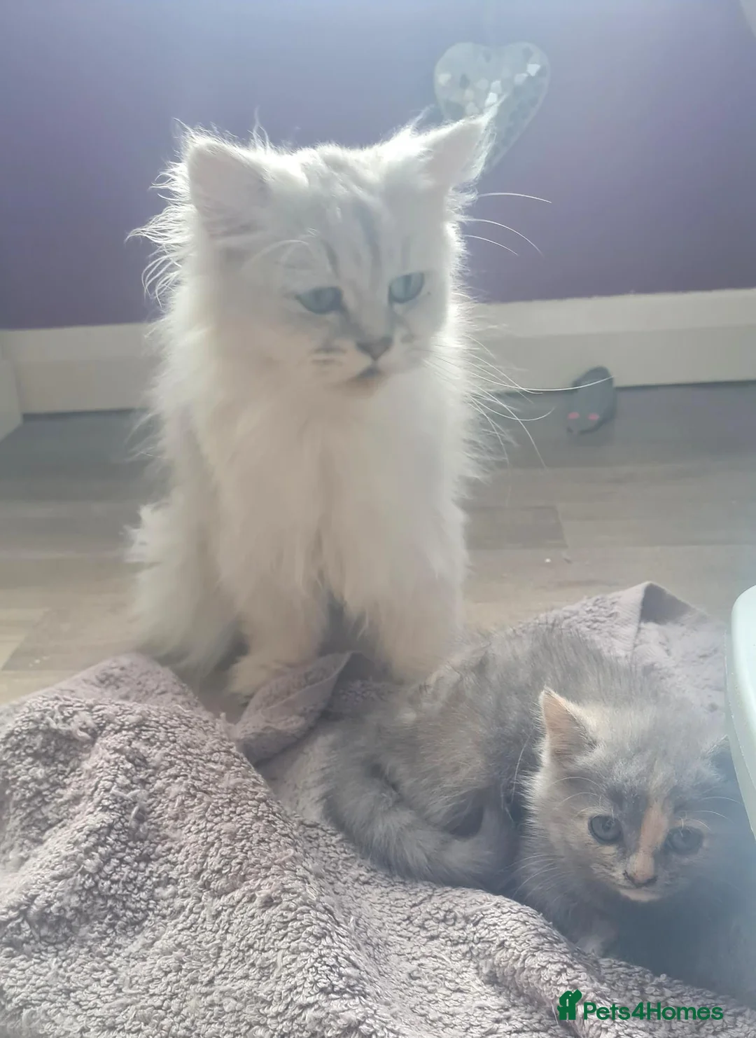 Persian cats for sale: Chinchilla persian X ready now - Advert 13