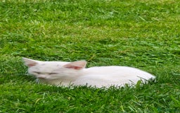 Khao Manee cats for sale: Fully white Khao Manee & Turkish Angora  - Image 3