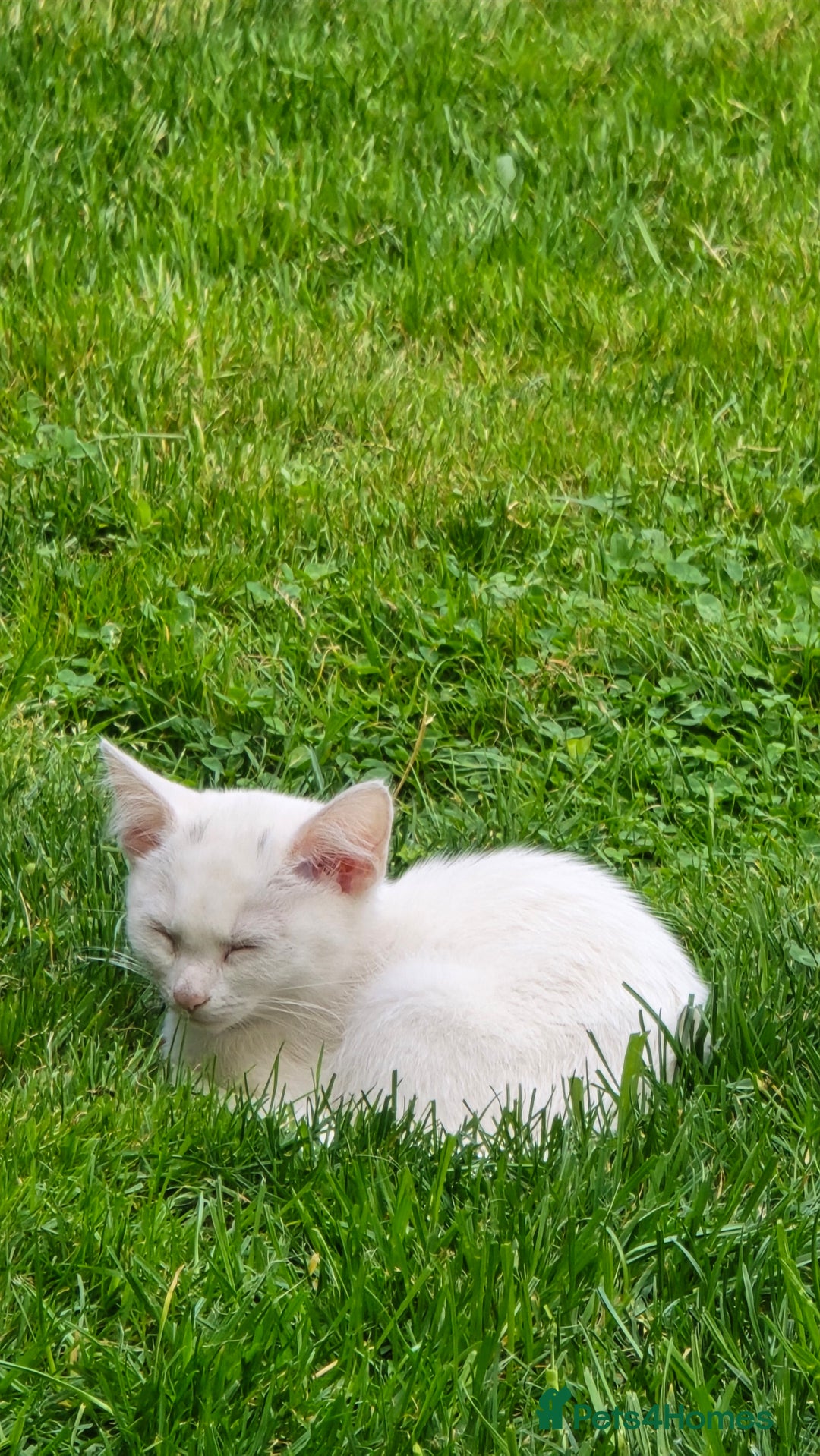 Khao Manee cats for sale: Fully white Khao Manee & Turkish Angora  - Image 3