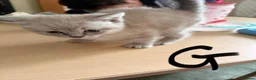 Mixed Breed cats for sale: Beautiful fluffy ragdoll X kittens- 3 females - Advert 4
