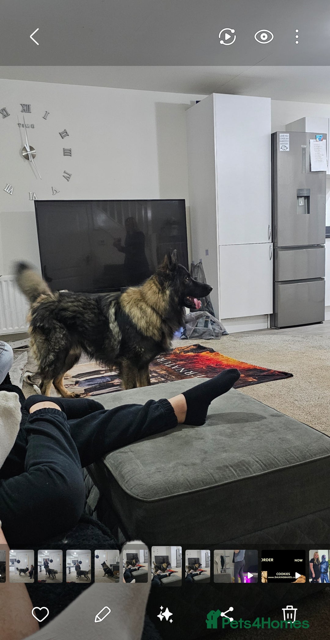 German Shepherd dogs for sale: ACE AND LUNA - Image 3