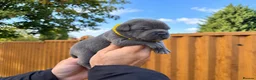 Staffordshire Bull Terrier dogs for sale: SOLID BLUE TEDDY BEARS 🧸  - Advert 11
