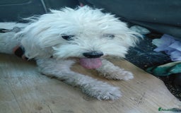 Bichon Frise dogs for adoption: ALBANO, a Lovely Bichon Boy - for a Loving Home - Image 20
