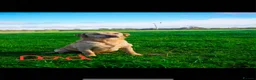 Labrador Retriever dogs for sale: KC Registered -working stock - Labrador retrievers in Ottery Saint Mary - Advert 3