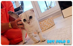 Scottish Fold cats for sale: Adorable scottish fold kittens - Image 15