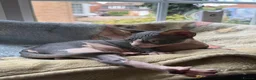 Sphynx cats for sale: Sphynx Male Kitten - Advert 9