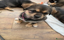 Mixed Breed dogs for sale: HuskyGerman/Rotweiler mixed breed puppies for sale - Advert 17