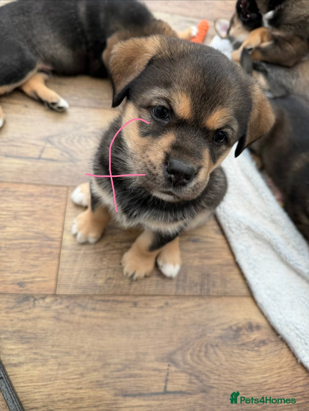 Mixed Breed dogs for sale: HuskyGerman/Rotweiler mixed breed puppies for sale - Advert 17
