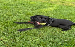 Labrador Retriever dogs for sale: Labrador  - Image 1