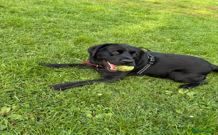 Labrador Retriever dogs - Advert 2