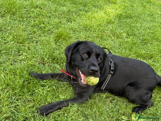 Labrador Retriever dogs - Advert 16