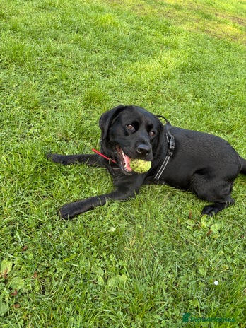Labrador Retriever dogs - Advert 1