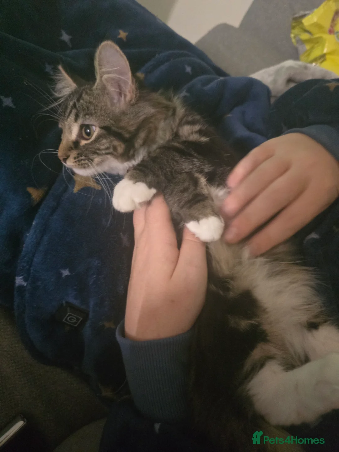 Mixed Breed cats for sale: 2 adorable kittens for sale £50 ONO - Advert 19