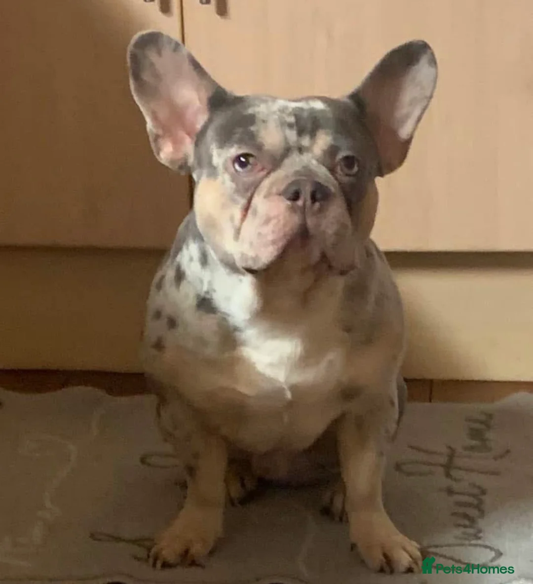French Bulldog dogs for sale: French bulldog  in Gillingham - Advert 2