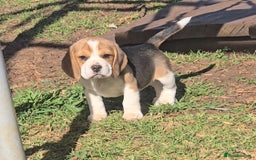 Beagle dogs for sale: Beagle Puppies - Image 2