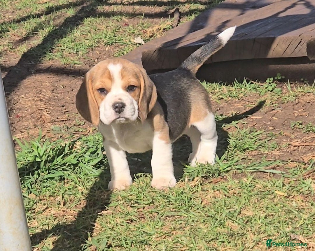 Beagle dogs for sale: Beagle Puppies - Image 2
