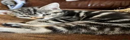 Bengal cats for sale: Stunning Bengal X With Beautiful Markings - Advert 7
