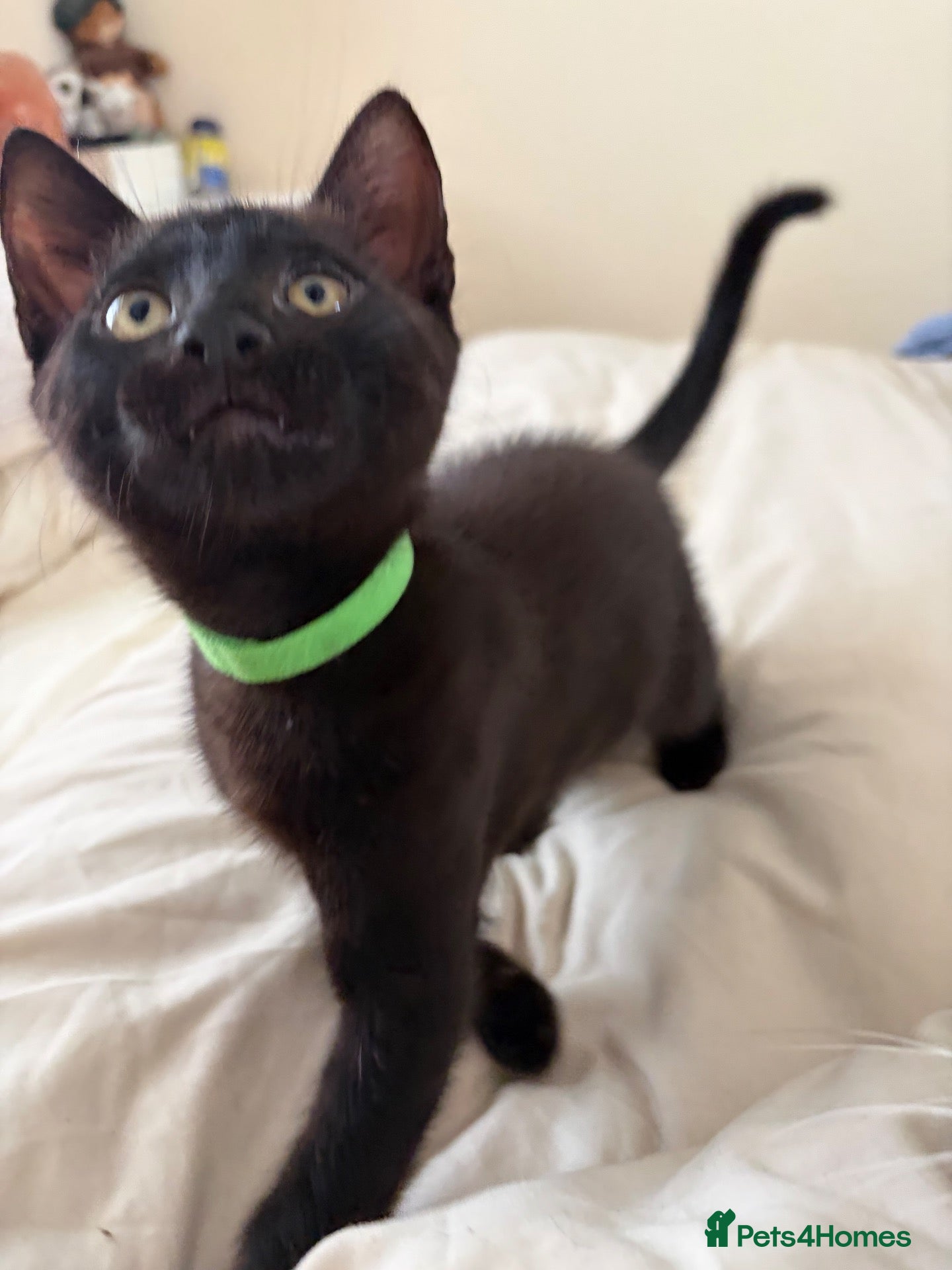 Mixed Breed cats Precious Slinky Fur Babies - Advert 11