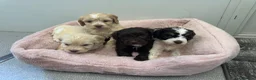 Cockapoo dogs for sale: F1 cockapoo puppies  - Advert 6