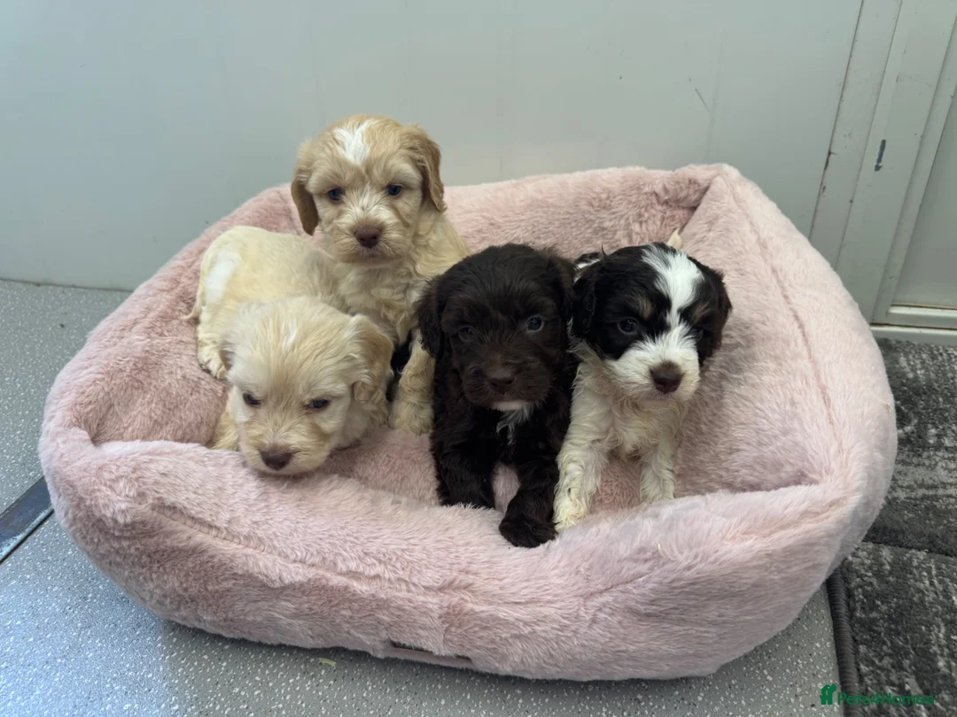 Cockapoo dogs for sale: F1 cockapoo puppies  - Advert 6
