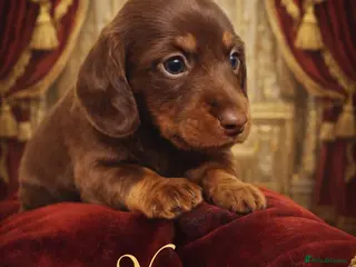 Miniature Dachshund dogs KC Pedigree Long Hair Mini Dachshund boy & girls - Advert 16