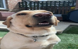Labrador Retriever dogs for sale: Dennis 5 year old KC Labrador  - Image 5