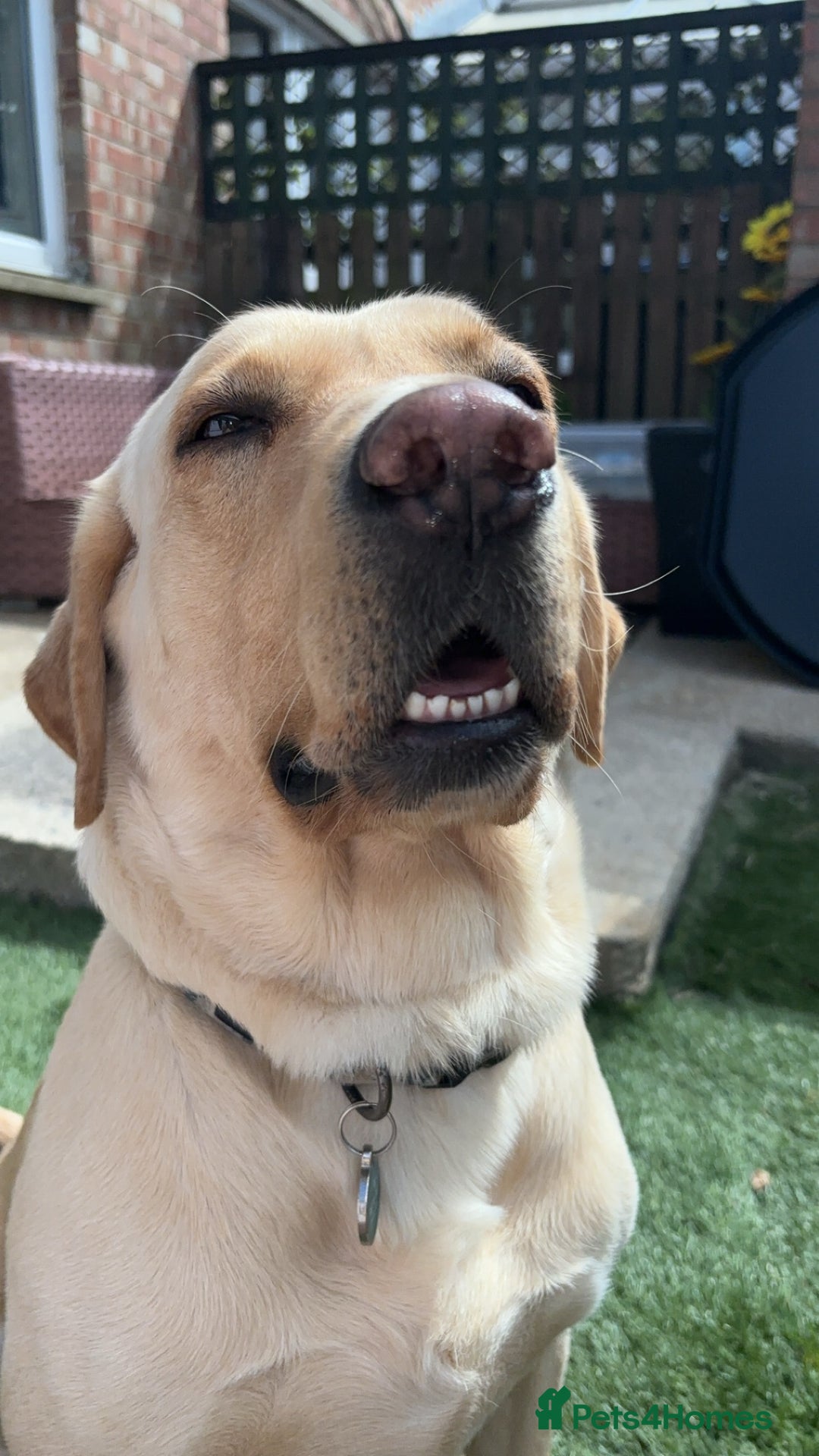 Labrador Retriever dogs for sale: Dennis 5 year old KC Labrador  - Image 5