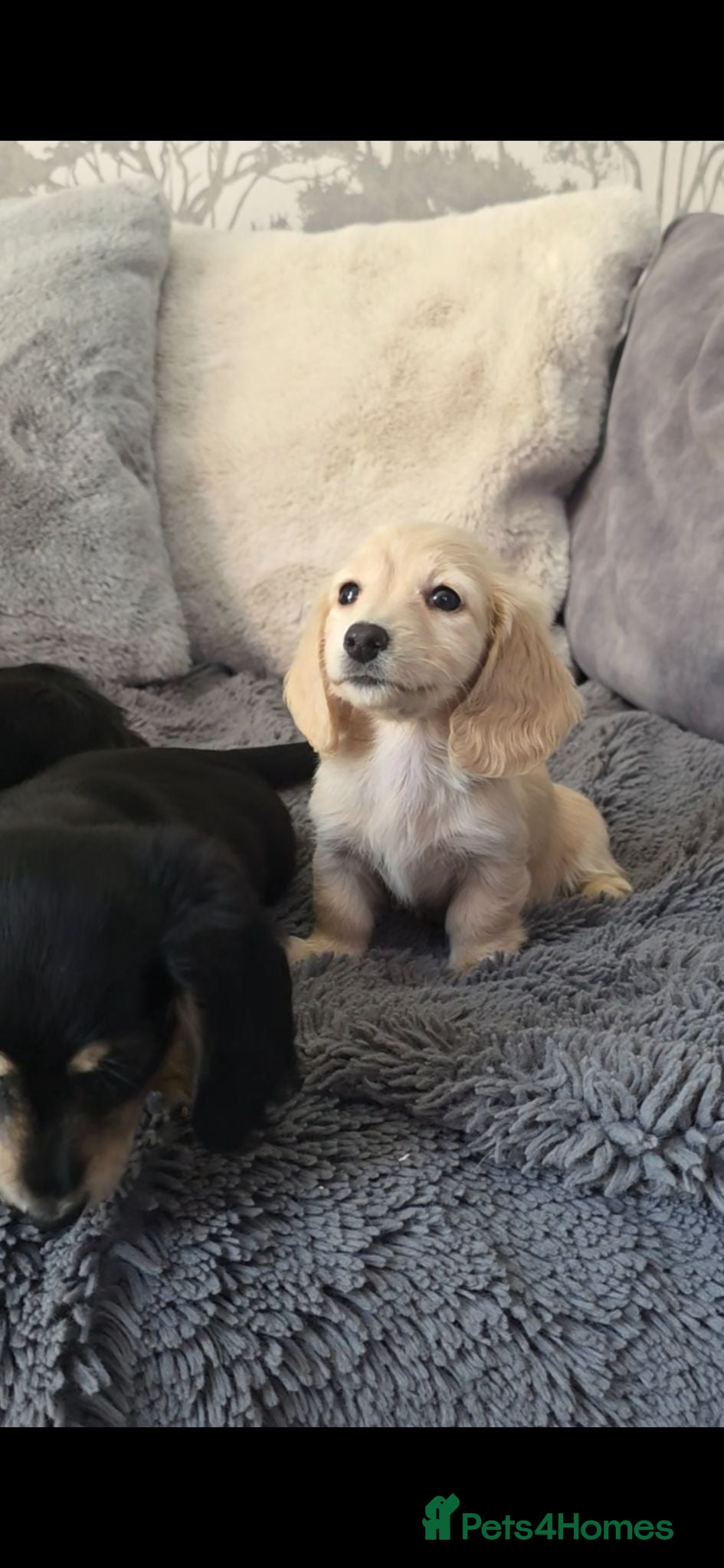 Miniature Dachshund dogs  Cream Miniature long-haired Dachshund  - Advert 5