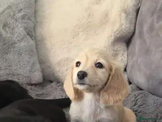 Miniature Dachshund dogs Cream Miniature long-haired Dachshund - Advert 5