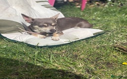 Chiweenie dogs for sale: Cheweenie - Image 3