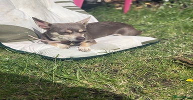 Chiweenie dogs - Advert 3