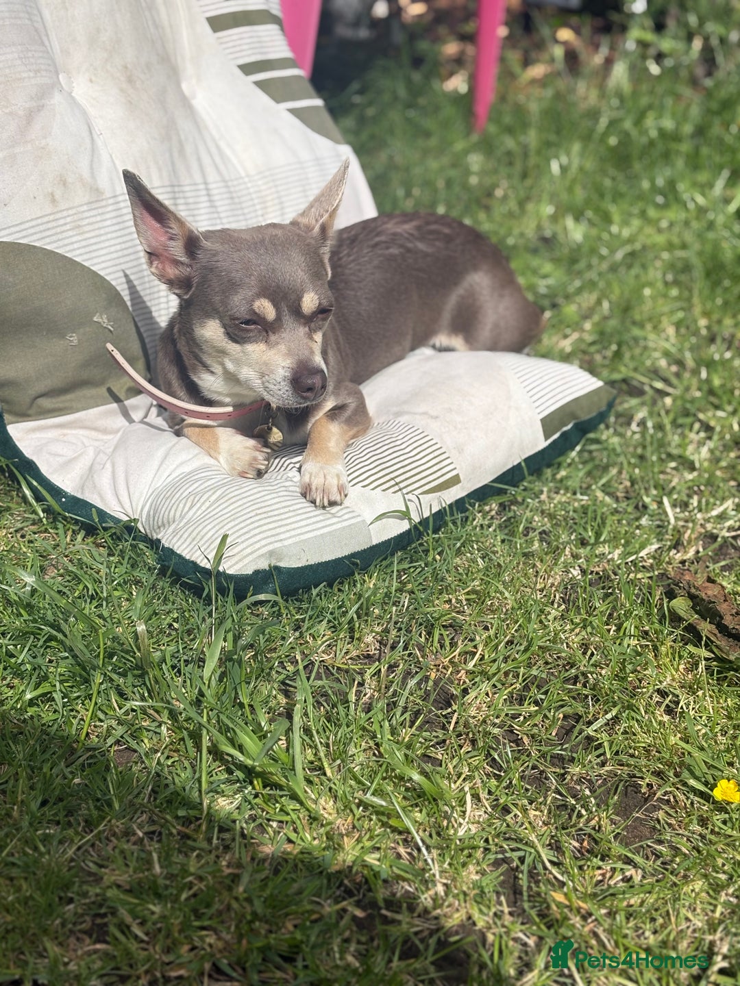 Chiweenie dogs for sale: Cheweenie - Image 3