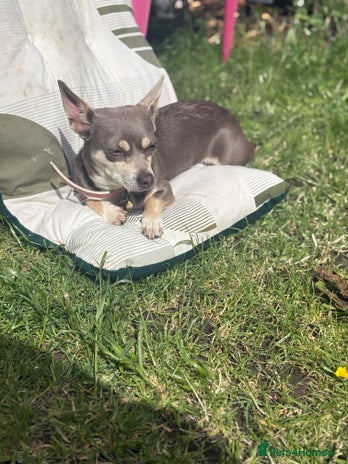 Chiweenie dogs - Advert 1