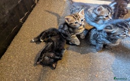 Mixed Breed cats for sale: Beautiful Black Kitten Ready to Go Now - Image 16
