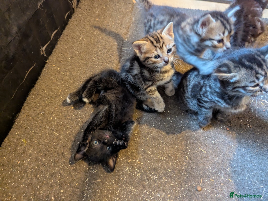 Mixed Breed cats for sale: Beautiful Black Kitten Ready to Go Now - Image 16