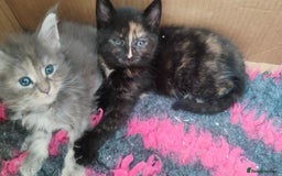 British Shorthair cats for sale: Adorable kittens  in Great Missenden - Image 8